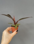 Philodendron Black Cardinal hybrid S