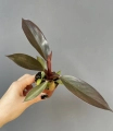Philodendron Black Cardinal hybrid S