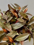 Philodendron Black Cardinal hybrid S