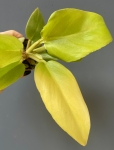 Philodendron melinonii Gold