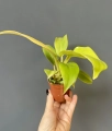 Philodendron melinonii Gold