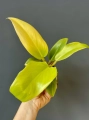 Philodendron melinonii Gold