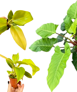Philodendron melinonii Gold S