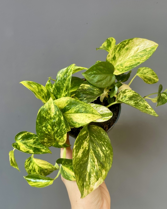 Epipremnum Churchill Gold