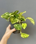 Epipremnum Churchill Gold