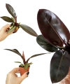Philodendron Black Cardinal hybrid S