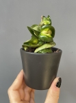 Hoya compacta Mauna Loa