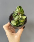 Hoya compacta Mauna Loa