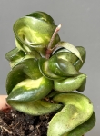 Hoya compacta Mauna Loa