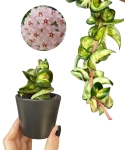Hoya compacta Mauna Loa - S