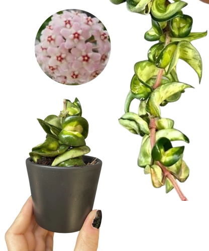 Hoya compacta Mauna Loa