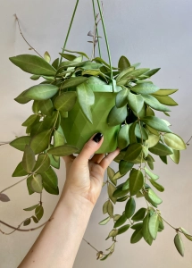 Hoya Burtoniae - L