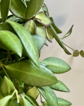 Hoya Burtoniae - L