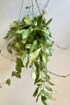 Hoya Burtoniae - L