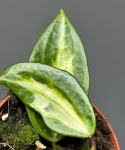 Hoya latifolia Pot of Gold