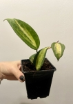 Hoya latifolia Pot of Gold