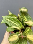 Hoya latifolia Pot of Gold starsza roślina