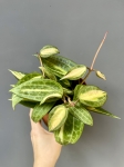 Hoya latifolia Pot of Gold  starsza roślina