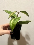 Hoya latifolia Pot of Gold