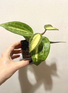 Hoya latifolia Pot of Gold 
