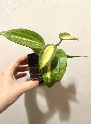 Hoya latifolia Pot of Gold