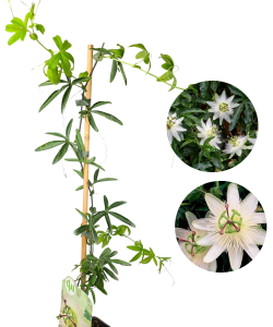 Męczennica biała   - passiflora Constance Elliot