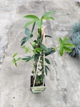 passiflora Constance Elliot