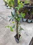 passiflora Constance Elliot