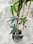 Męczennica - Passiflora Careulea