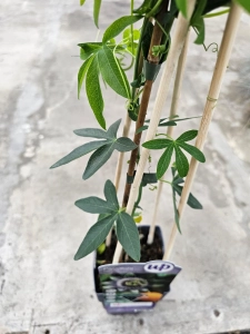 Męczennica  - Passiflora Careulea