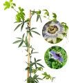 Męczennica - Passiflora Careulea