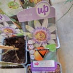 Męczennica - Passiflora Careulea