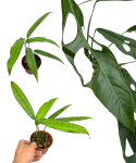 Monstera obliqua 'Yasuni'