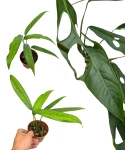 Monstera obliqua 'Yasuni' 