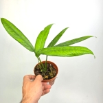 Monstera obliqua 'Yasuni'