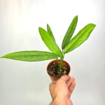 Monstera obliqua 'Yasuni'