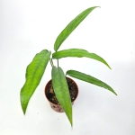 Monstera obliqua 'Yasuni'