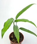 Monstera obliqua 'Yasuni'