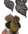 Begonia Robin