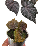 Begonia Robin
