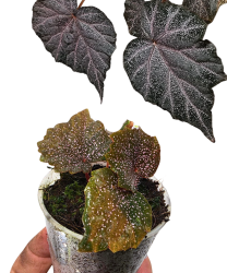 Begonia Robin