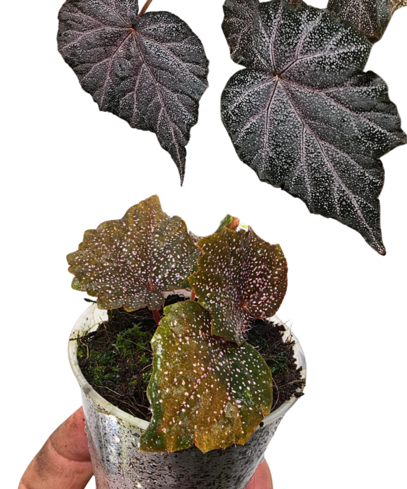 Begonia Robin