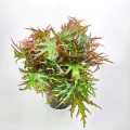 Begonia Himalayan