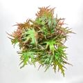 Begonia Himalayan
