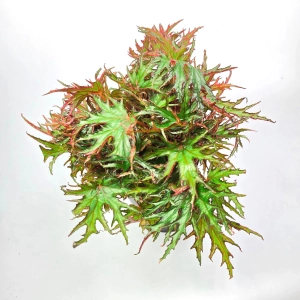 Begonia Himalayan | maple type
