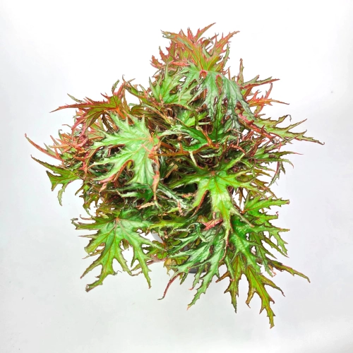 Begonia Himalayan