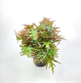 Begonia Himalayan