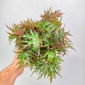 Begonia Himalayan