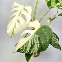 Monstera deliciosa Superwhite