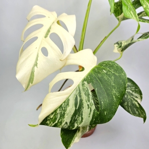 Monstera deliciosa Superwhite